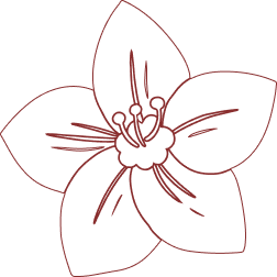 Funfact Decorative Shape